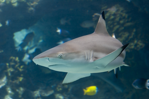 scuba dive thailand