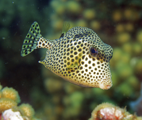 scuba dive thailand