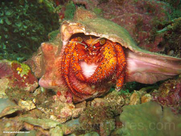 Scuba Diving near Ao Nang and Railay, Krabi, Thailand
