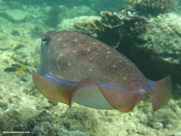 Scuba Diving near Ao Nang and Railay, Krabi, Thailand