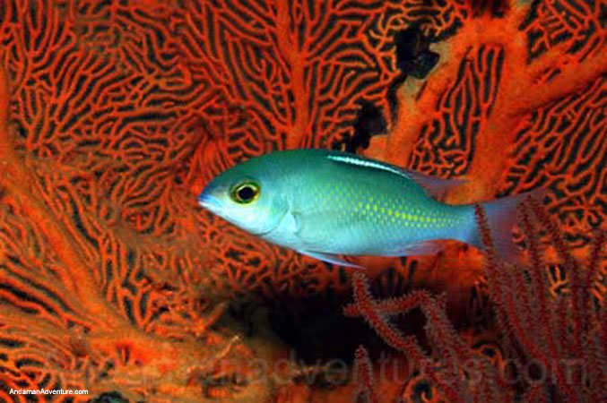 Scuba Diving near Ao Nang and Railay, Krabi, Thailand
