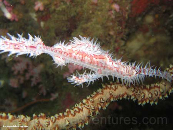 Scuba Diving near Ao Nang and Railay, Krabi, Thailand