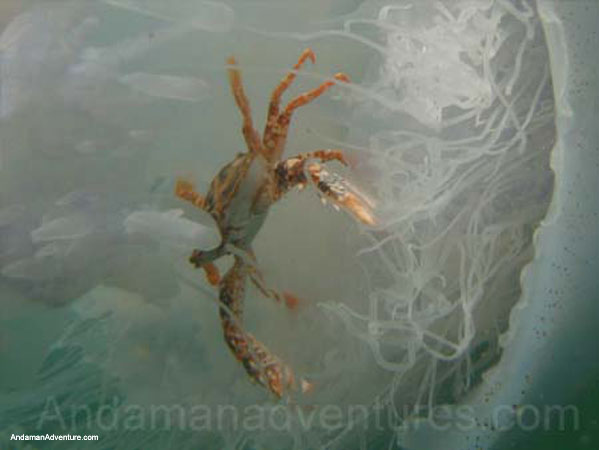 Scuba Diving near Ao Nang and Railay, Krabi, Thailand