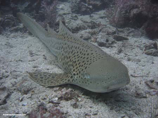 Scuba Diving near Ao Nang and Railay, Krabi, Thailand