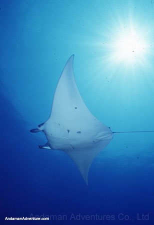 Scuba Diving near Ao Nang and Railay, Krabi, Thailand