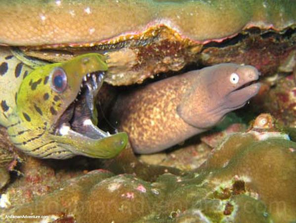 Scuba Diving near Ao Nang and Railay, Krabi, Thailand