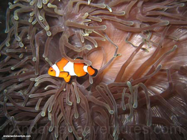 similan