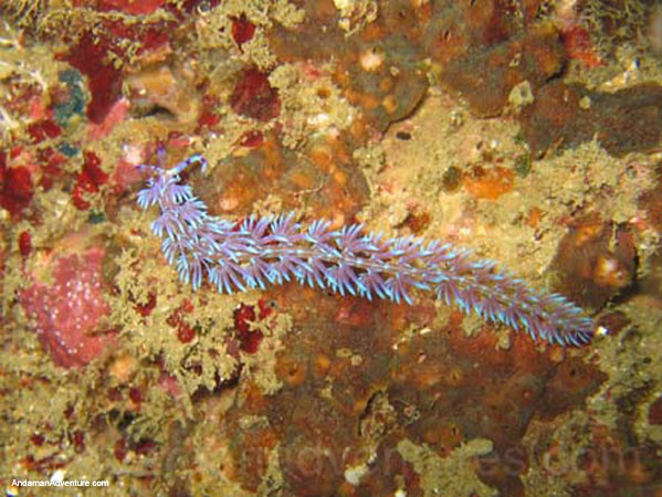 Scuba Diving near Ao Nang and Railay, Krabi, Thailand