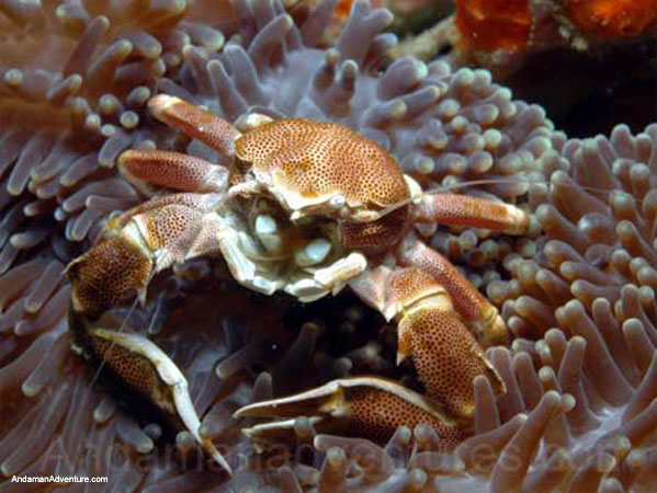 Scuba Diving near Ao Nang and Railay, Krabi, Thailand