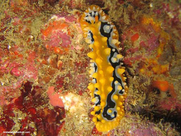Scuba Diving near Ao Nang and Railay, Krabi, Thailand