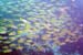 Tarutao_fish