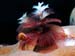 christmas_worm