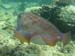 cuttle_fish