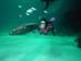 dive-with-barracuda