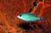 fish_in_fan_coral