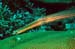 flute_fish