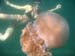 jellyfish_1