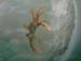 jellyfish_2