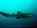 leopard_shark