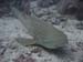 leopard_shark_2