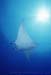 manta