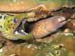 moray_eels