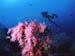 pink-dive