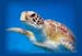 resident_turtle