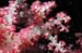 soft_coral_2