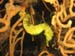 tiger-tail_seahorse