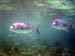 trevally